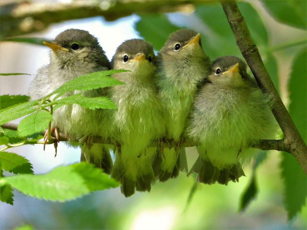 Слетки пеночки веснички