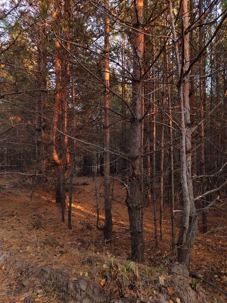 Photograph by Алия Латыйпова