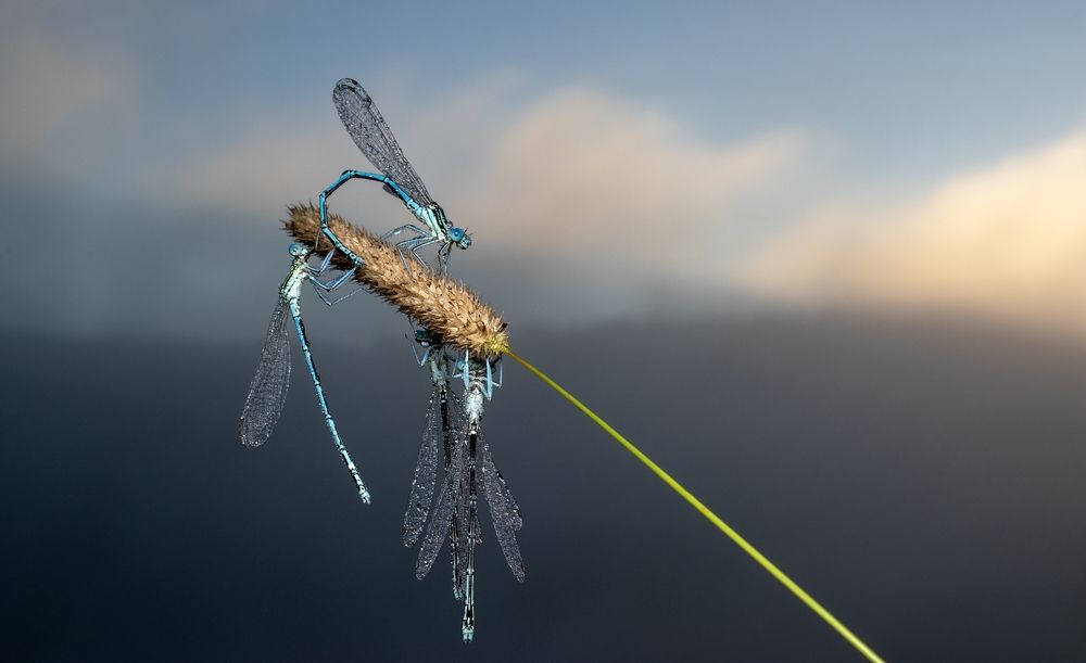 Photograph by Людмила Железнова