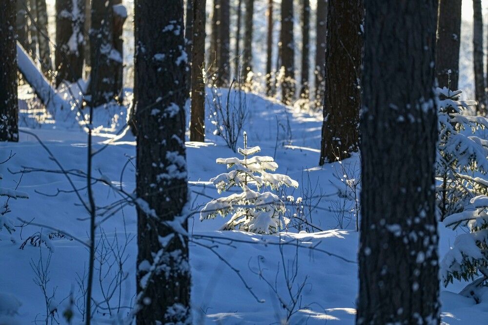 Photograph by Алексей Логинов