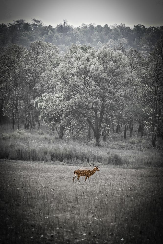 Photograph by Nirup Datta