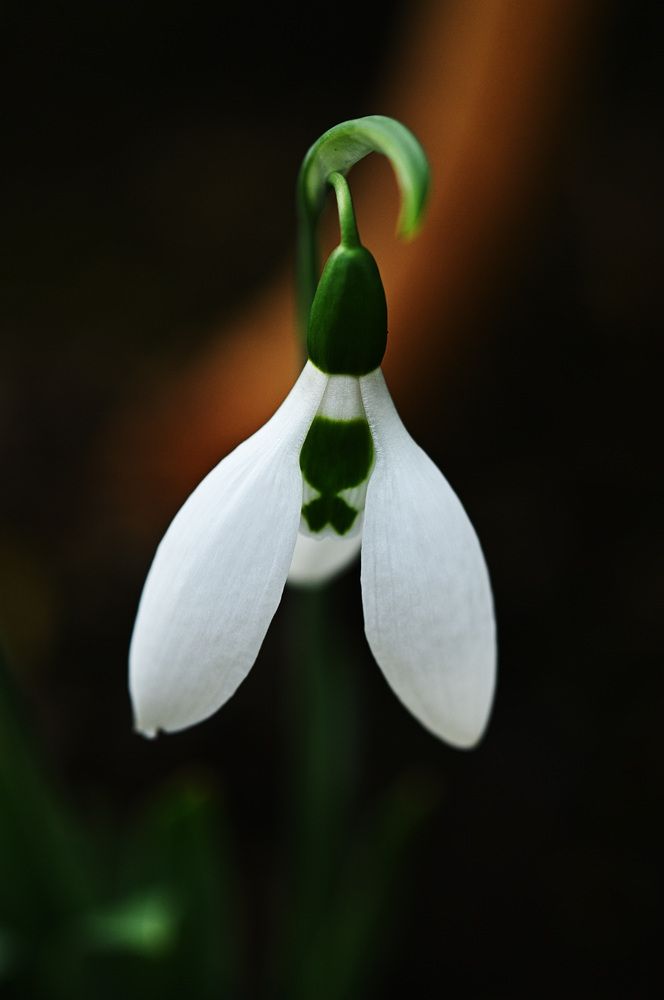 Photograph by Nobu-Oh