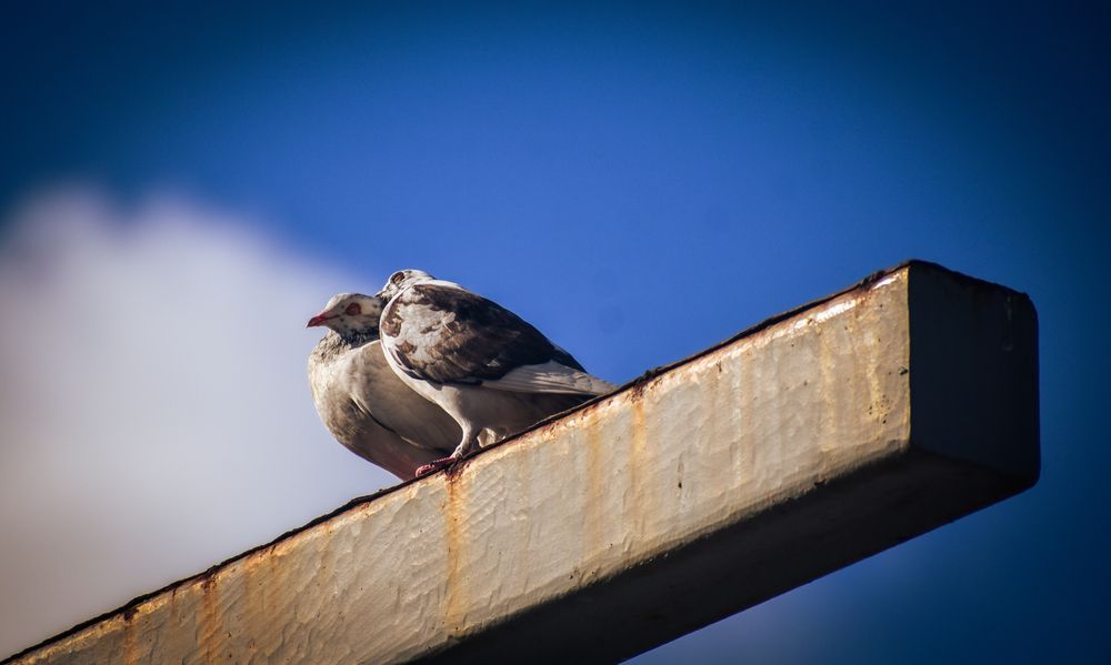 Фотография автора amina hassan