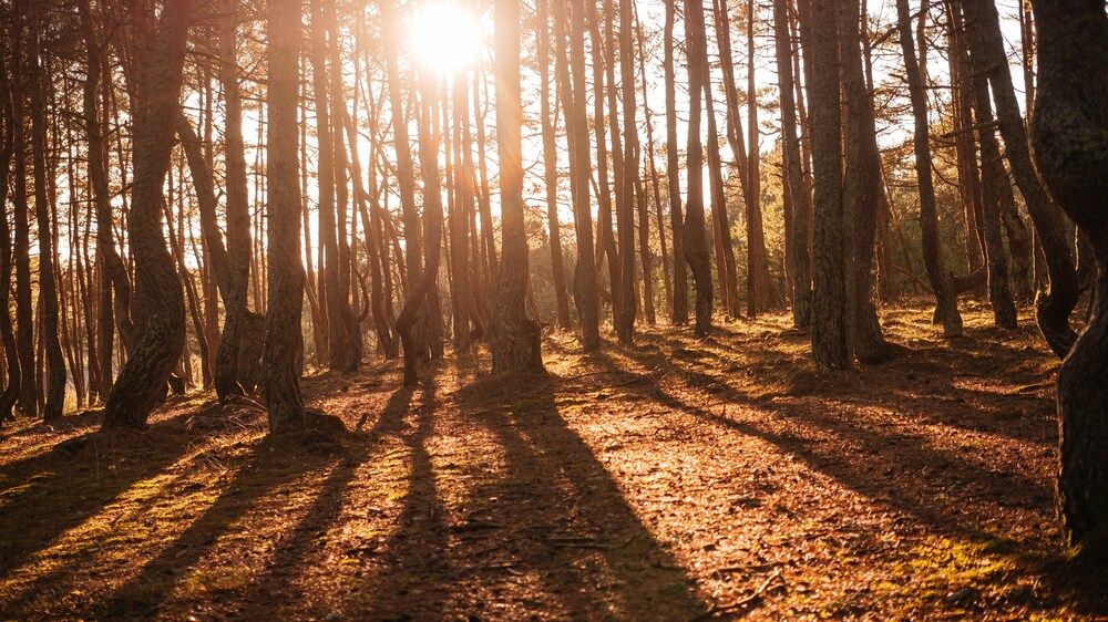 Photograph by Светлана Федяева