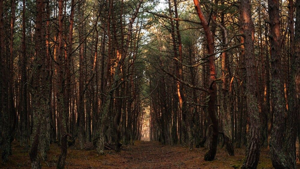 Photograph by Светлана Федяева