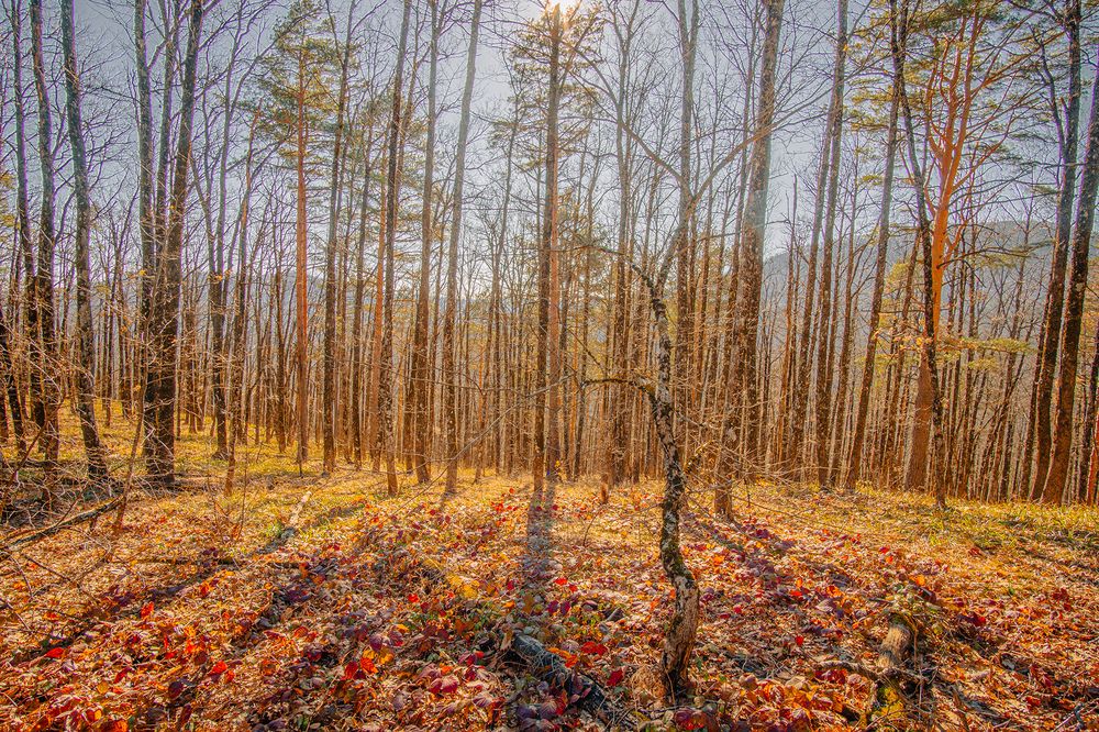 Фотография автора Вадим Коваленко