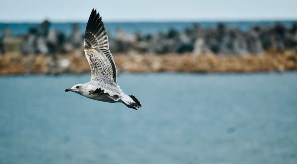 Фотография автора amina hassan