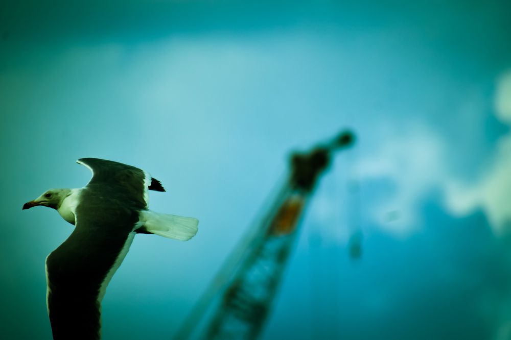 Фотография автора amina hassan