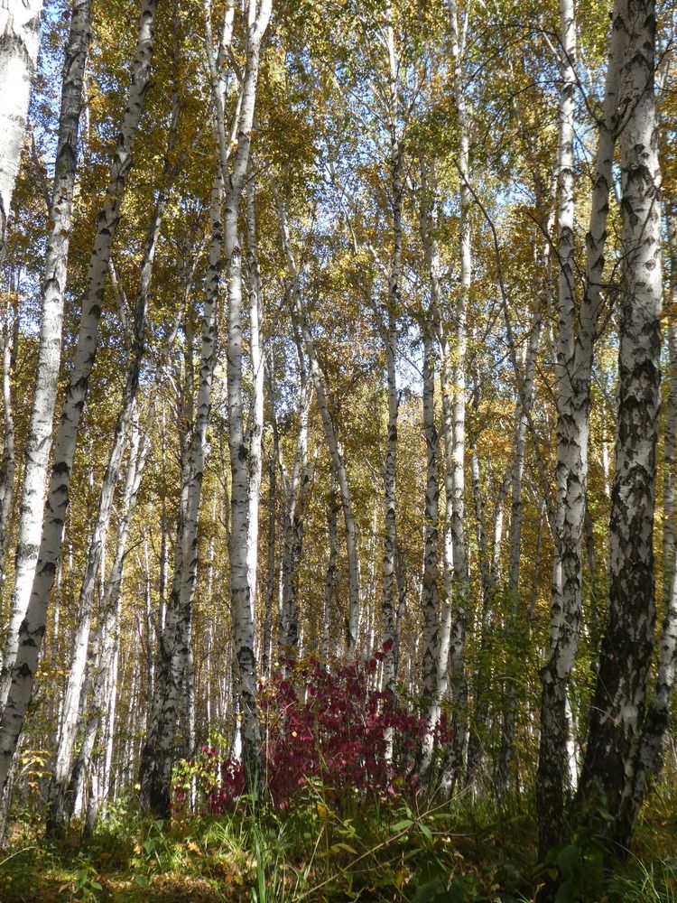 Photograph by Андрей Садчиков