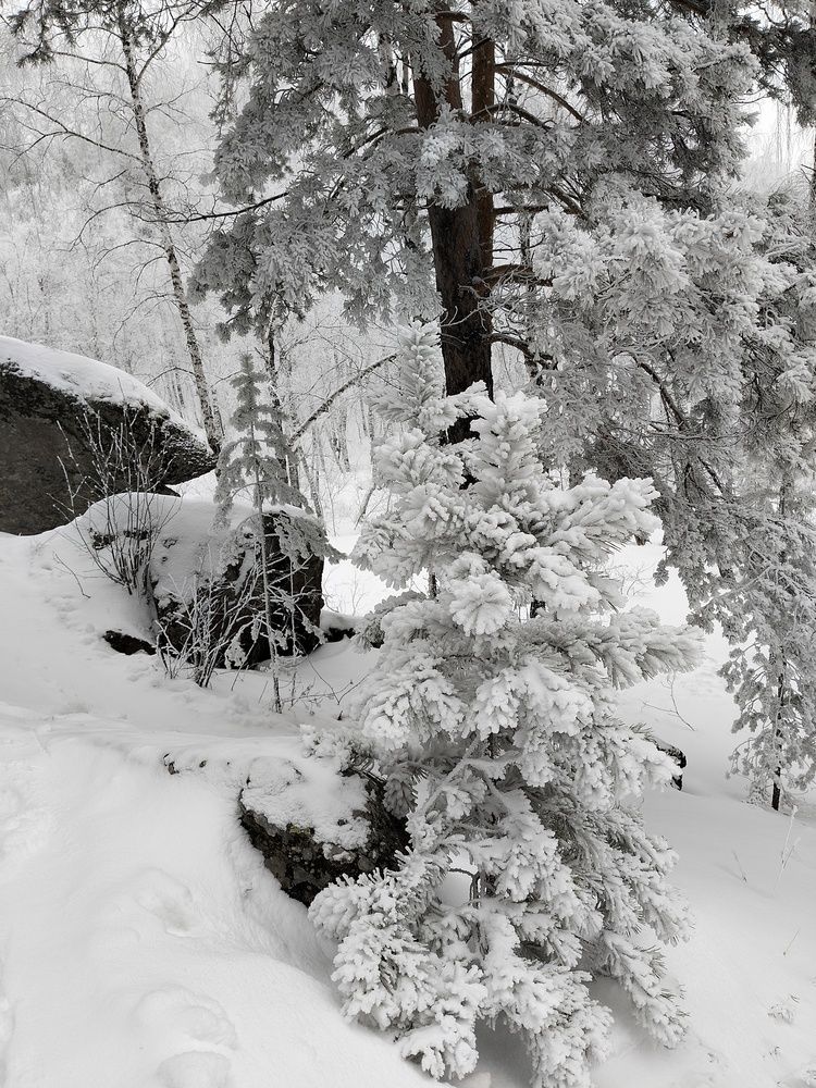 Photo #11806854