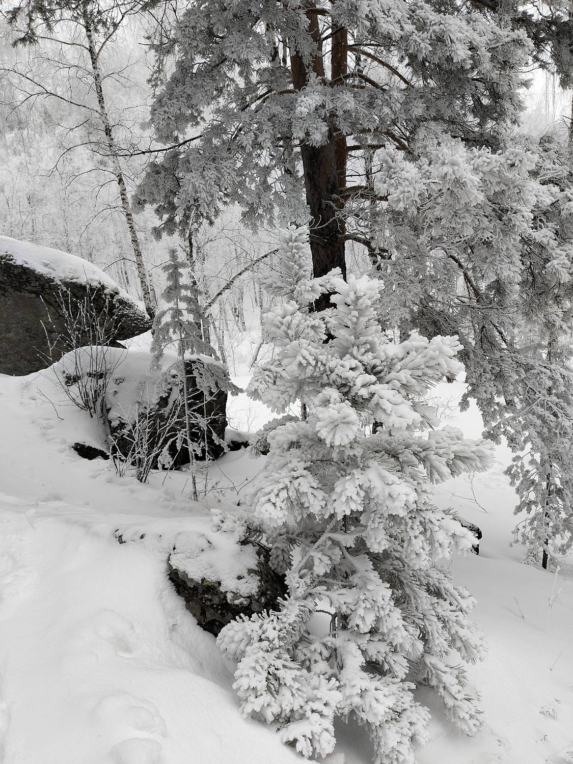 Photo #11806854