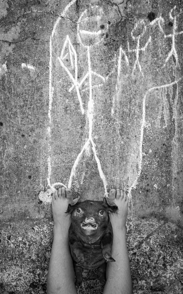 S/t de la serie El cerdo que mira al cielo