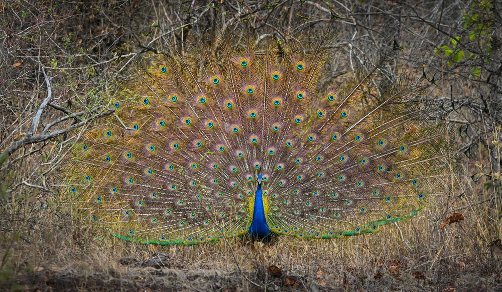 Photograph by Nirup Datta