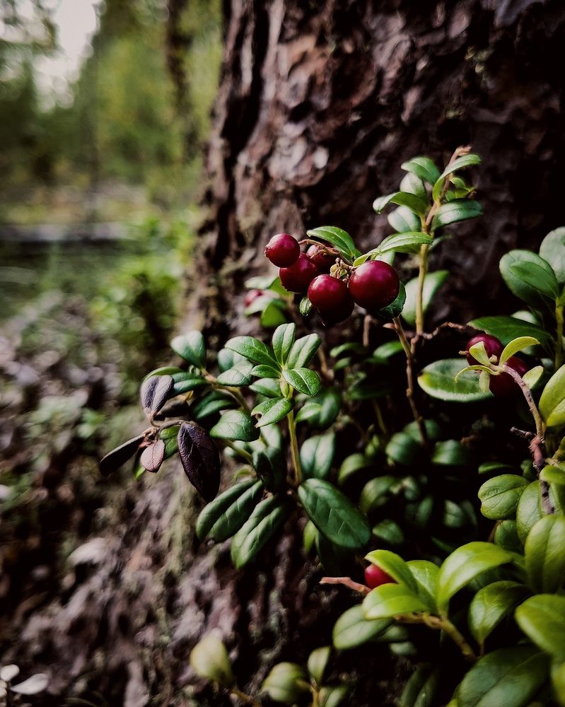 Photograph by Oxana Kostsova