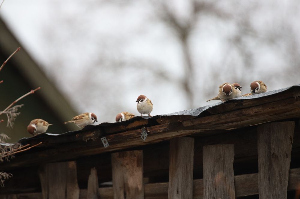 Фотография автора Роман Савин