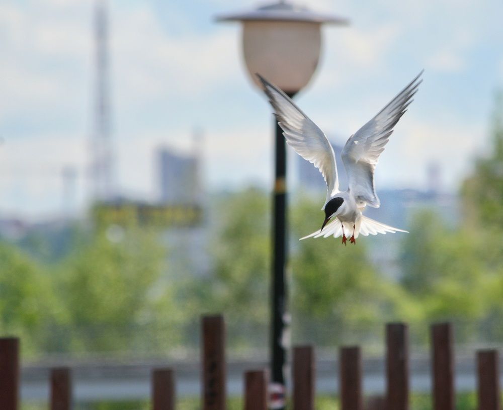 Photograph by Ирина Курицына