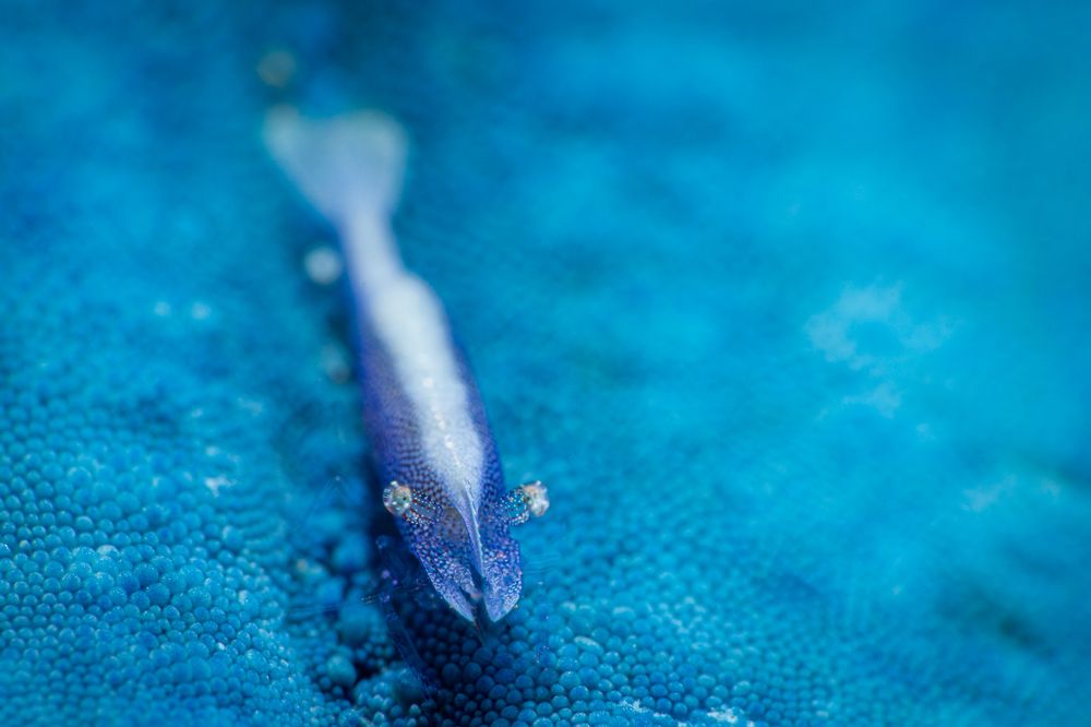 Photograph by Shinto K Anto