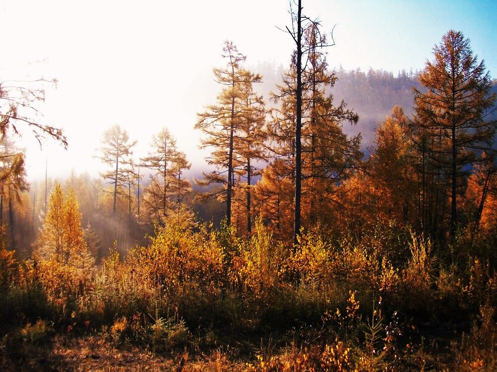 Photograph by Андрей Звездов