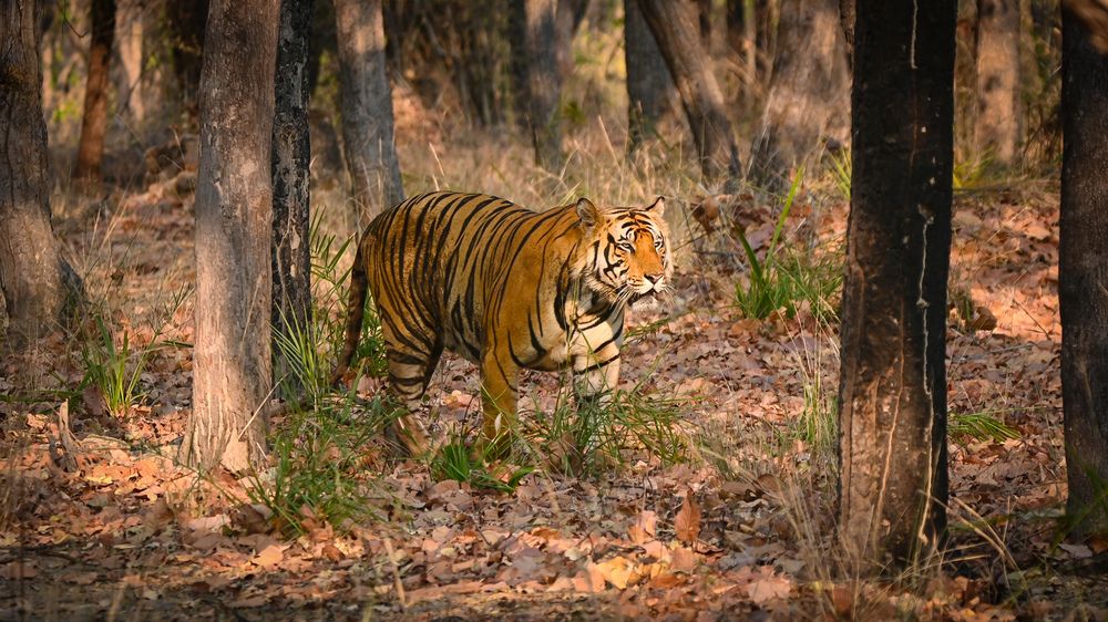 Photograph by Nirup Datta