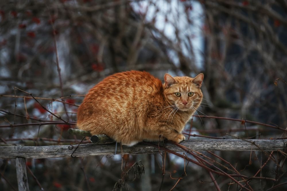 Фотография автора Роман Савин