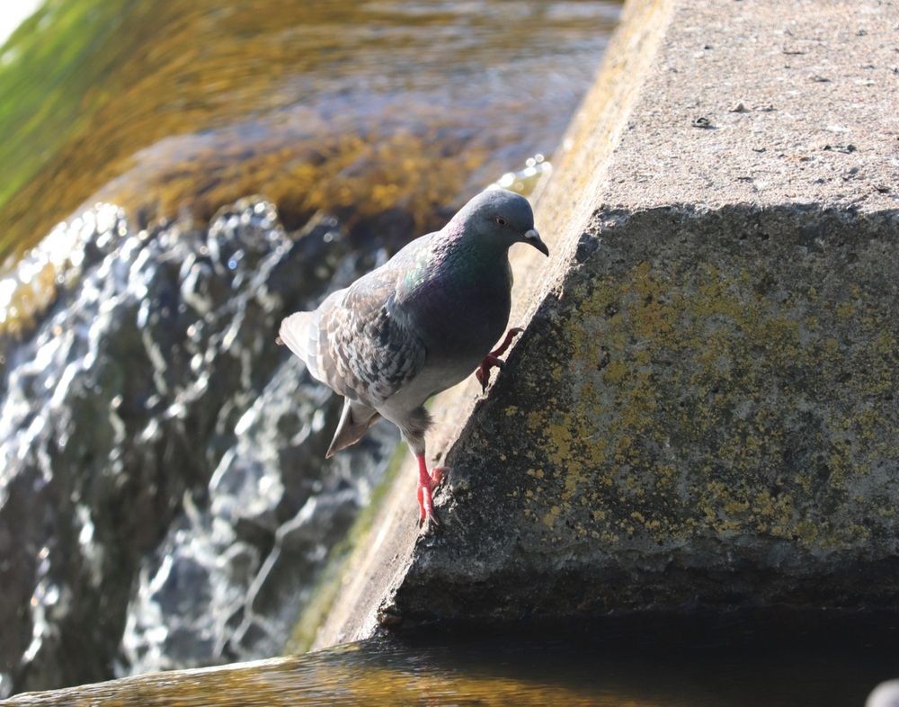 Photograph by Алексейчик Дмитрий