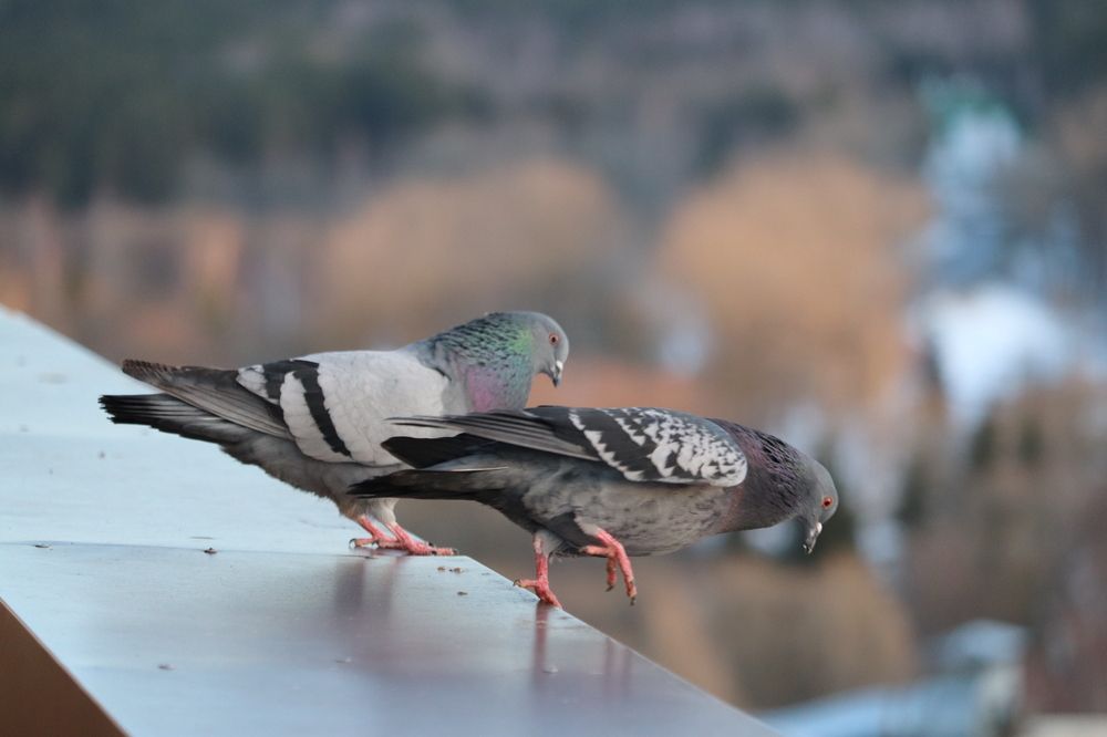 Photograph by Алексейчик Дмитрий