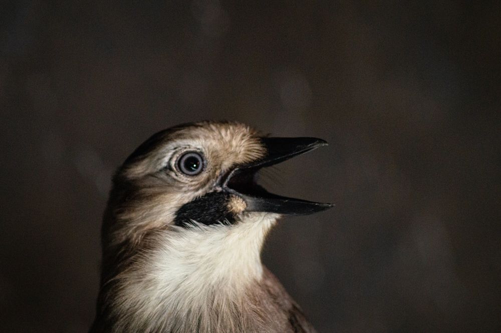 Photograph by Ариадна Подмогильная