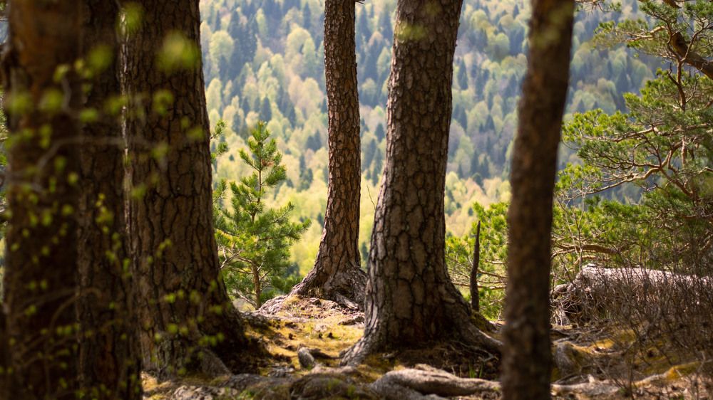 Photograph by Забудская Наталья