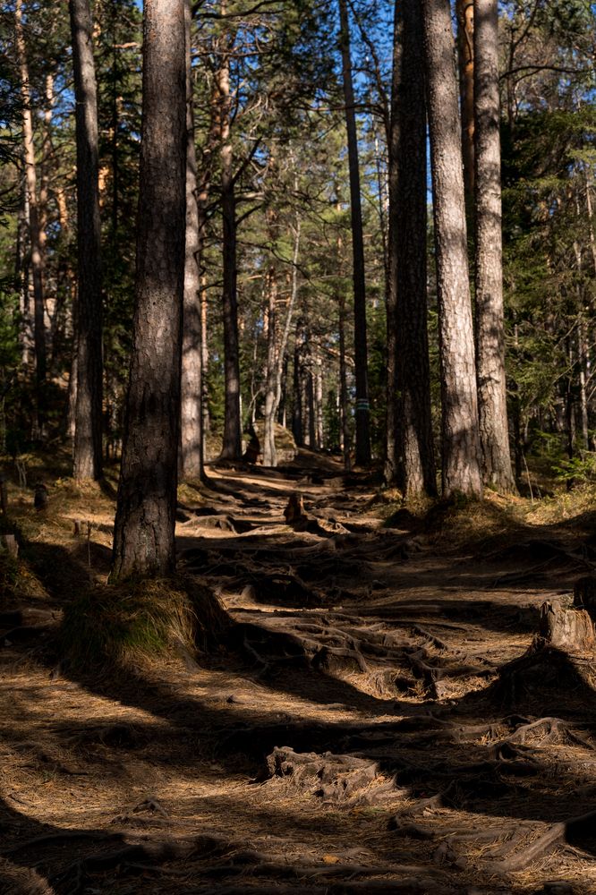 Тени в лесу