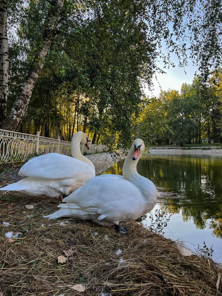 Photograph by Михаил Сорокин