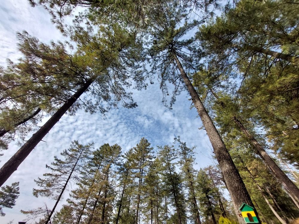 Photograph by Mostafa Shahriar