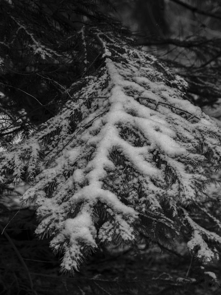 Photograph by Puum Mati