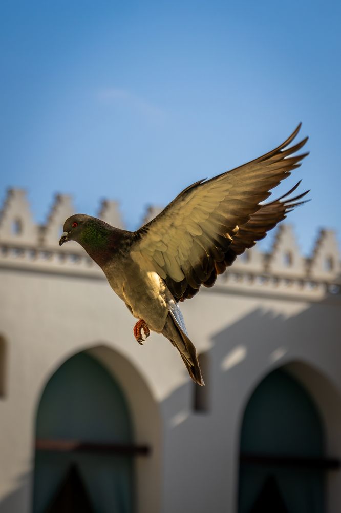 Photograph by Ayman Fawzy