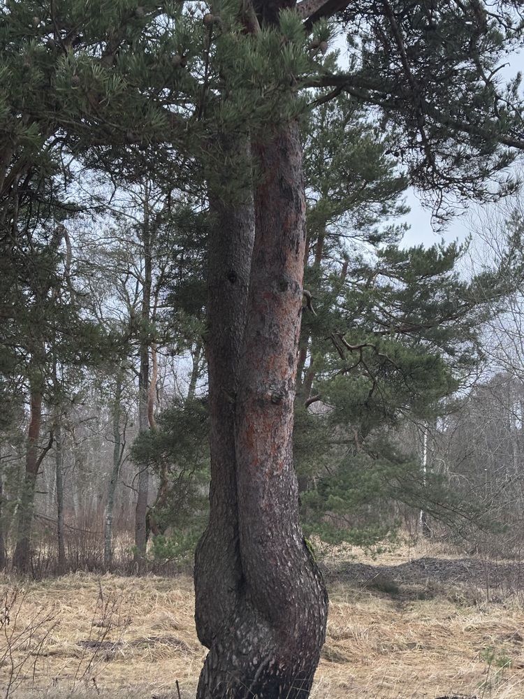 Photograph by Sergei Novikov