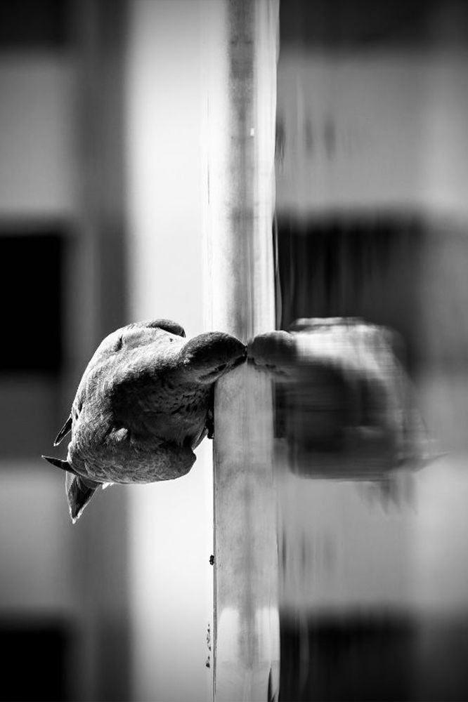 Photograph by Ayman Fawzy