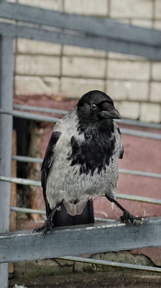 Photograph by Елена Бородулина