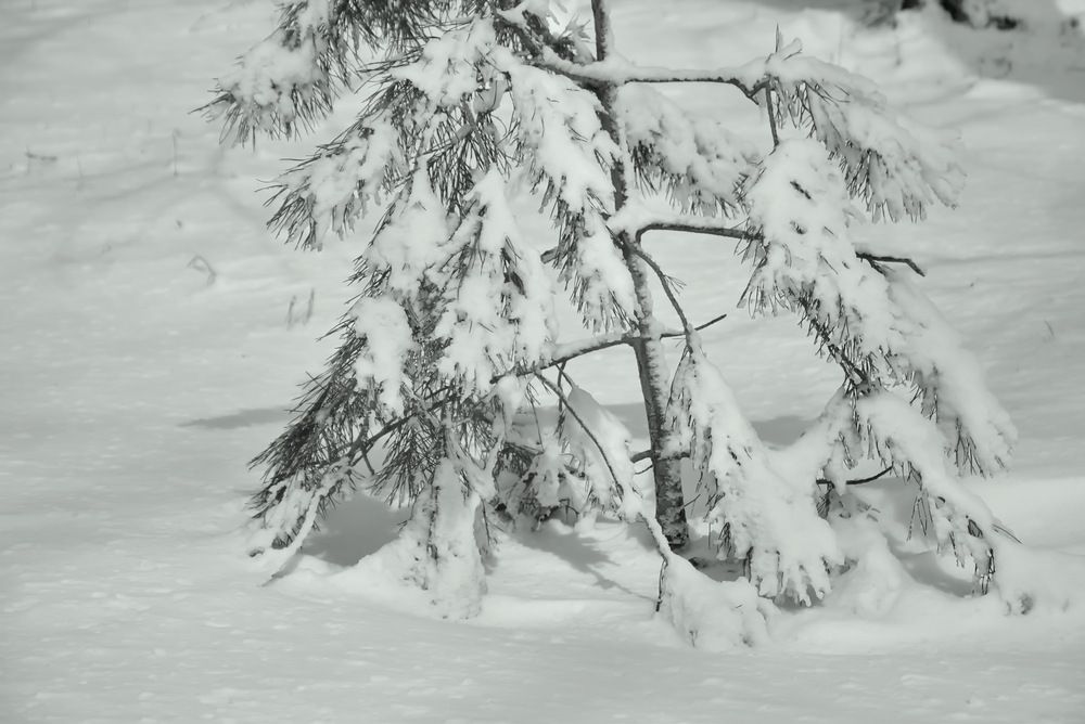 Photograph by НИНА АВЕРЬЯНОВА