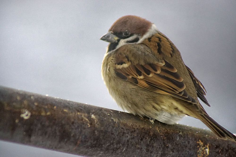 Photograph by Светлана Гореликова