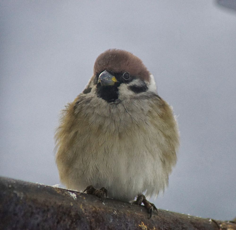 Photograph by Светлана Гореликова