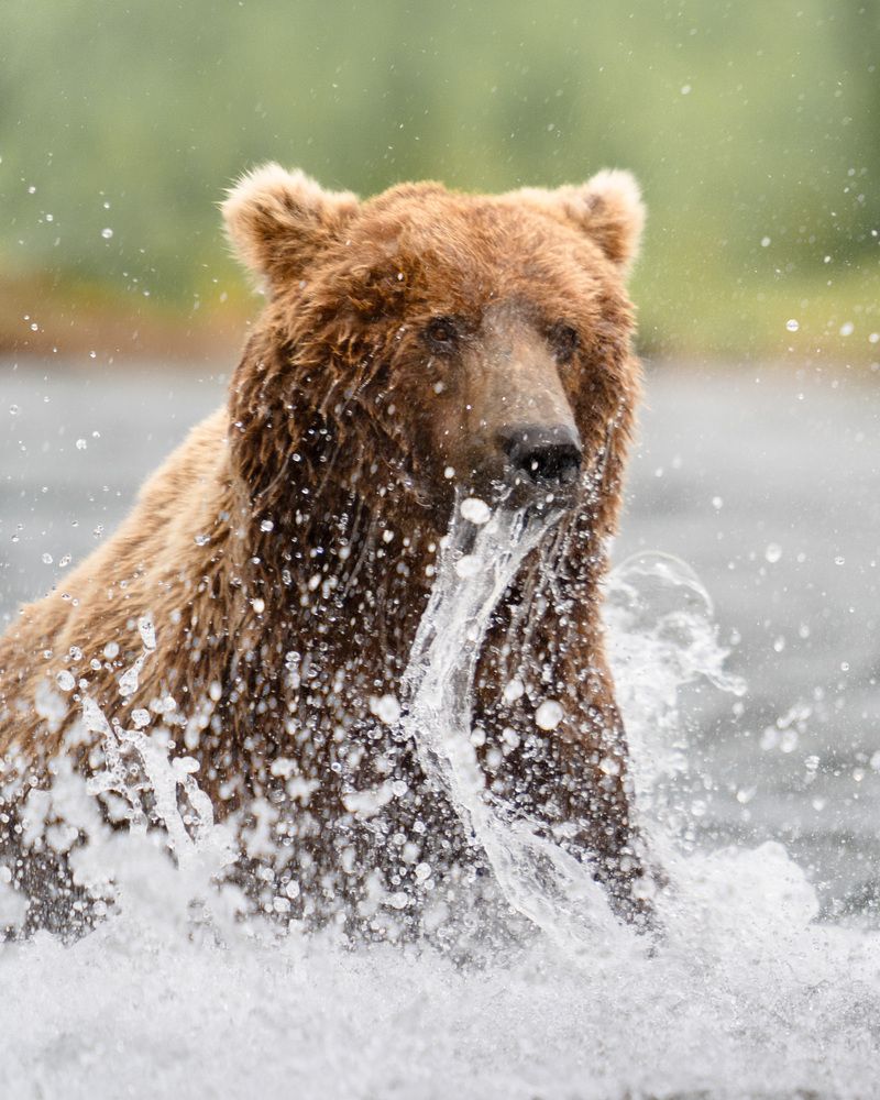 Coastal brown bears of Alaska