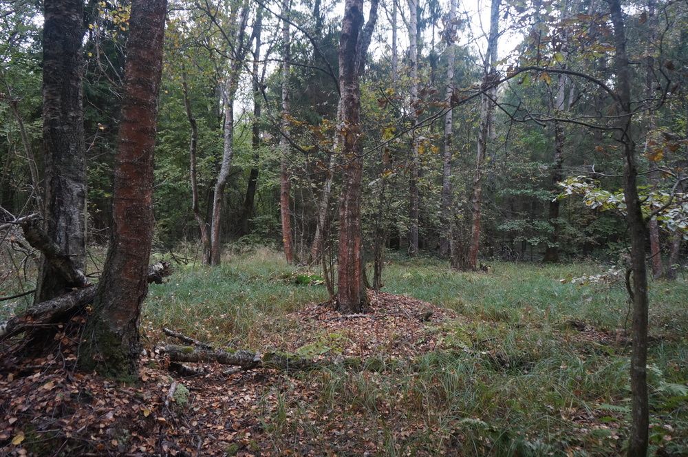 Photograph by Галина Гузова