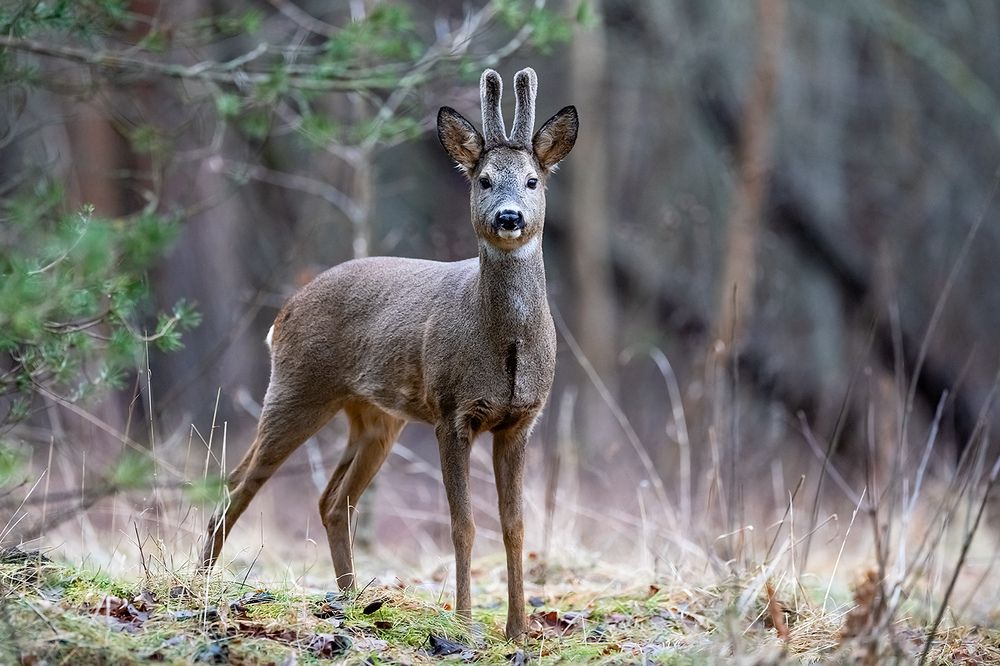 Photograph by Абросимов Александр