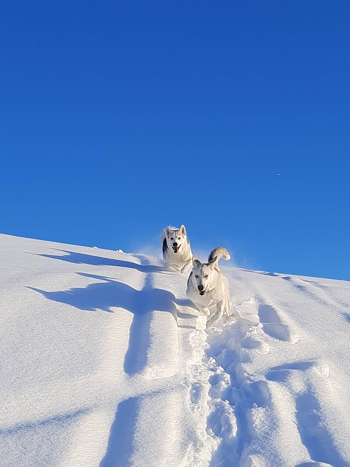 Photo #11807885