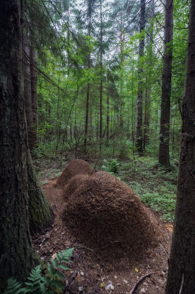 Photograph by Алексей Глухов