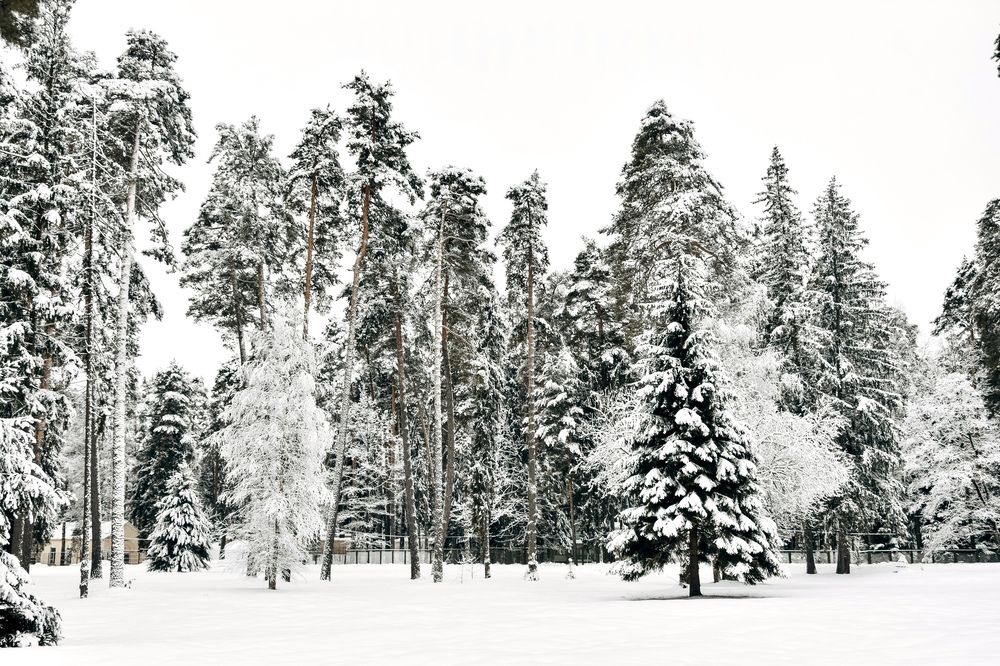 Photograph by Ольга Семина