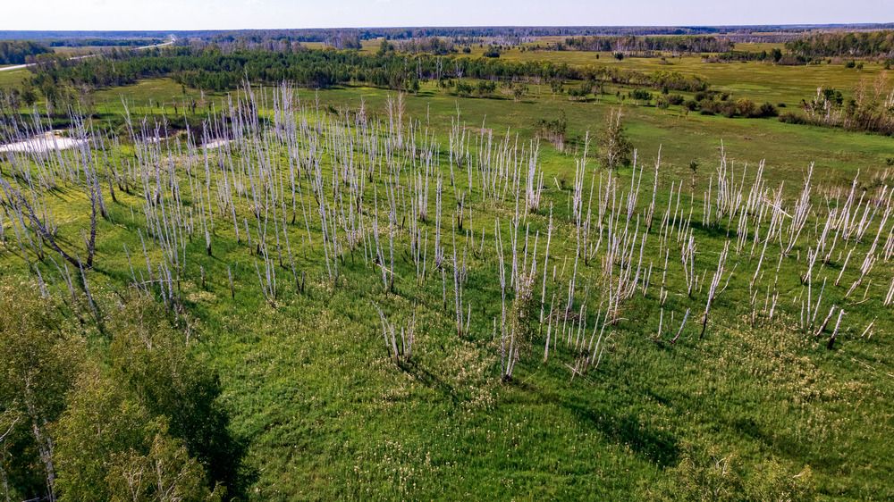 Фотография автора Totoro