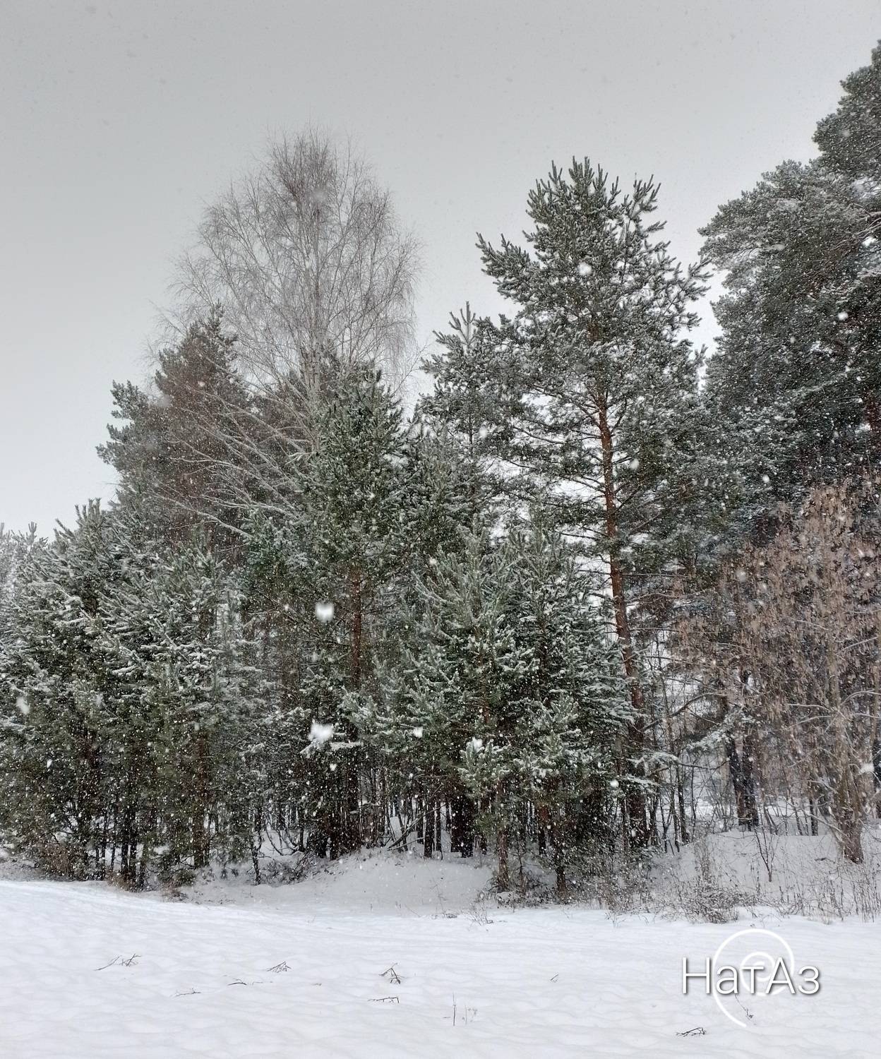 Photo #11807992