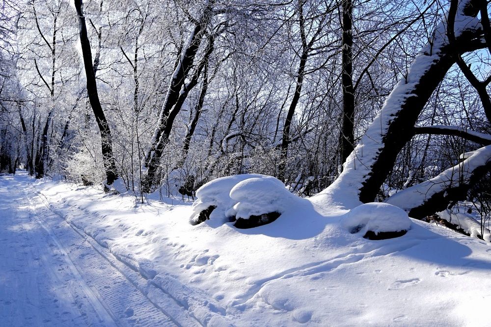 Фотография автора Николай Бологов