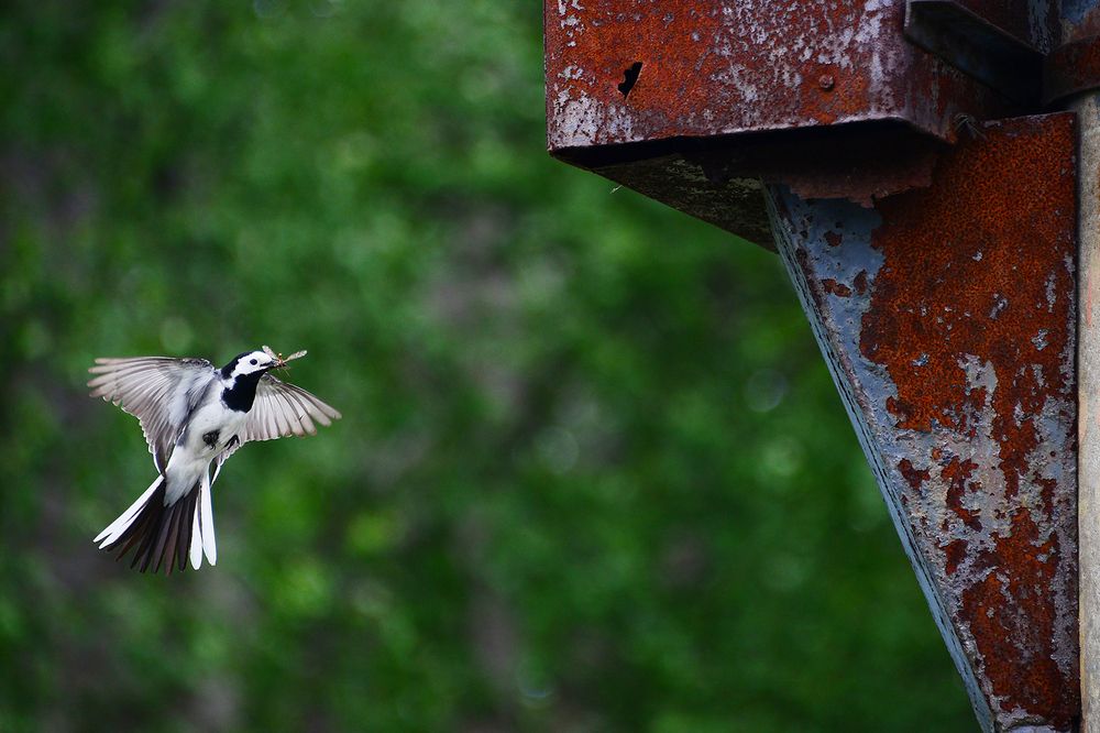 Корм для птенцов