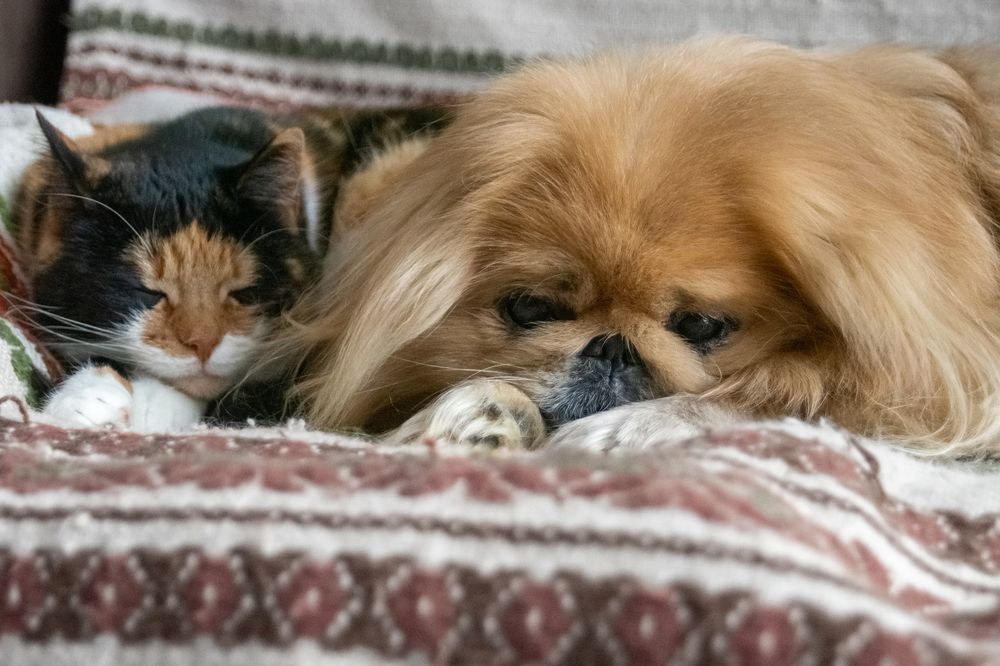 Фотография автора Нина Шкляр